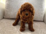 Orjinal Kore Kan Toy Poodle