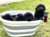 3 Aylık Newfoundland Köpek Yavrularımız Yeni Sahibini Arıyor