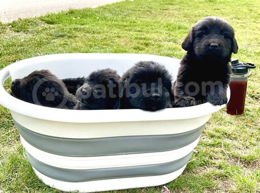 3 Aylık Newfoundland Köpek Yavrularımız Yeni Sahibini Arıyor görsel