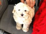 Uyguna Orjinal Maltipoo 0 numara 2 Aylık