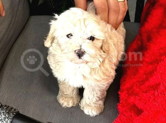 Uyguna Orjinal Maltipoo 0 Numara 2 Aylık