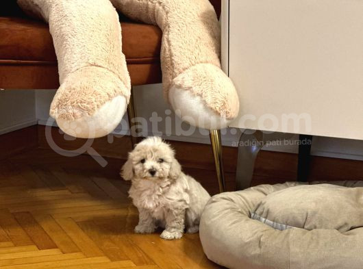 Uyguna Orjinal Maltipoo 0 Numara 2 Aylık görsel