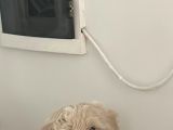 Uyguna Orjinal Maltipoo 0 Numara 2 Aylık
