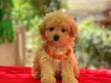 Kıpkırmızı Red Tooy Poodle Sevimli Yavrular 