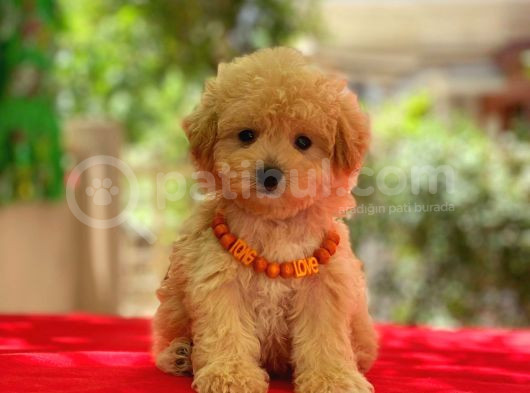 Kıpkırmızı Red Tooy Poodle Sevimli Yavrular  görsel