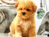 Kıpkırmızı Red tooy poodle sevimli yavrular 