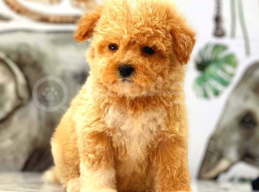 Kıpkırmızı Red Tooy Poodle Sevimli Yavrular 