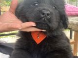 3 Aylık Newfoundland Köpek Yavrularımız Yeni Sahibini Arıyor
