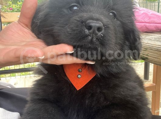 3 Aylık Newfoundland Köpek Yavrularımız Yeni Sahibini Arıyor görsel
