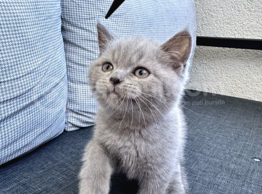 Çok Tatlı Bir British Shortair Bicolo görsel