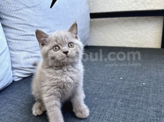 Çok Tatlı Bir British Shortair Bicolo görsel