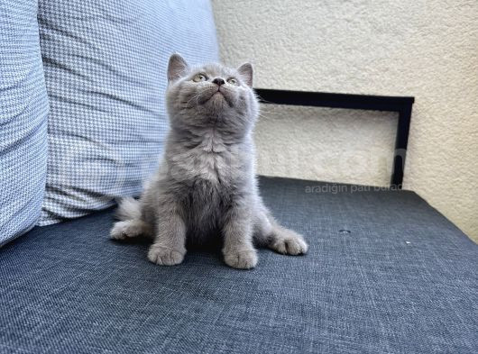 Çok Tatlı Bir British Shortair Bicolo görsel