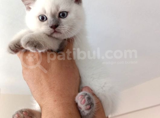 Güllaç Yaramaz Blue Point British Short Hair Yavrumuz görsel