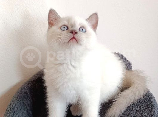 Güllaç Yaramaz Blue Point British Short Hair Yavrumuz görsel