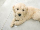Golden Köpek