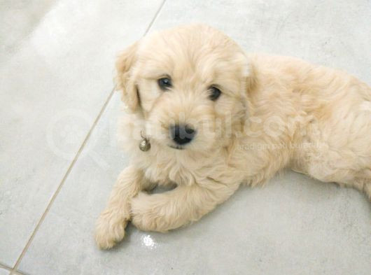 Golden Köpek görsel