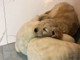 Golden Köpek