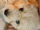 golden köpek