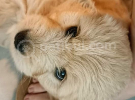 Golden Köpek