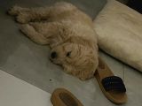 Golden Köpek