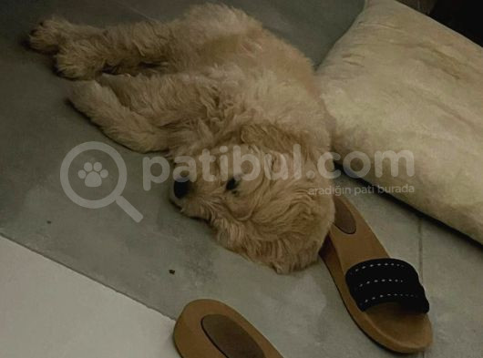 Golden Köpek görsel