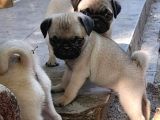 Gül Kuyruk Pug Mops Yavrulari