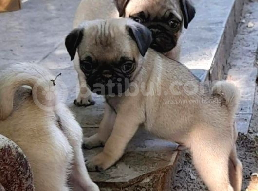 Gül Kuyruk Pug Mops Yavrulari görsel