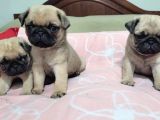 Safkan Pug Mops Yavrulari