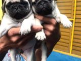 PUG MOPS YAVRULAR