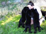 3 aylık newfoundland köpek yavrularımız yeni sahibini arıyor