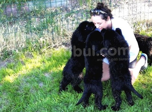 3 Aylık Newfoundland Köpek Yavrularımız Yeni Sahibini Arıyor
