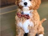 Kahve Tonlu Mini Boy Puppy Sevimli Yavrular Malti̇po Ci̇nsi̇ 