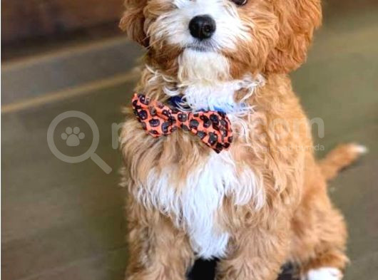 Kahve Tonlu Mini Boy Puppy Sevimli Yavrular Malti̇po Ci̇nsi̇  görsel