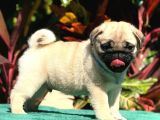 Çok Uyguna Pug bebeklerim