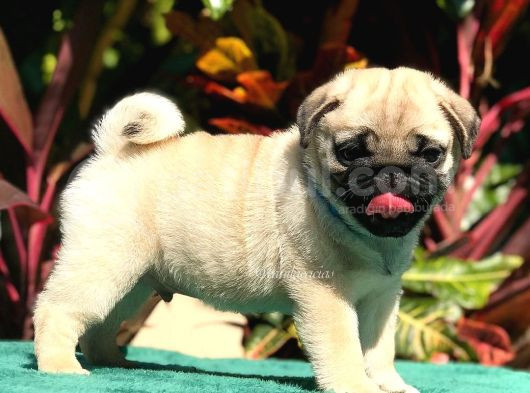 Çok Uyguna Pug Bebeklerim