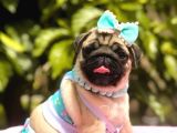 Çok Uyguna Pug Bebeklerim