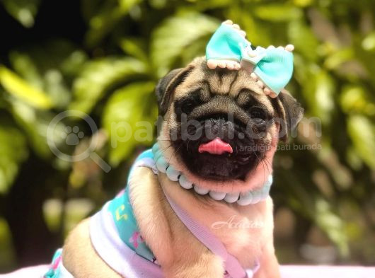 Çok Uyguna Pug Bebeklerim görsel