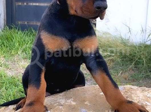 Europa Doberman Yavrular görsel