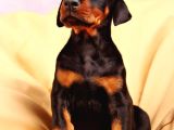 Europa doberman yavrular