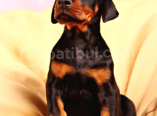 Europa Doberman Yavrular