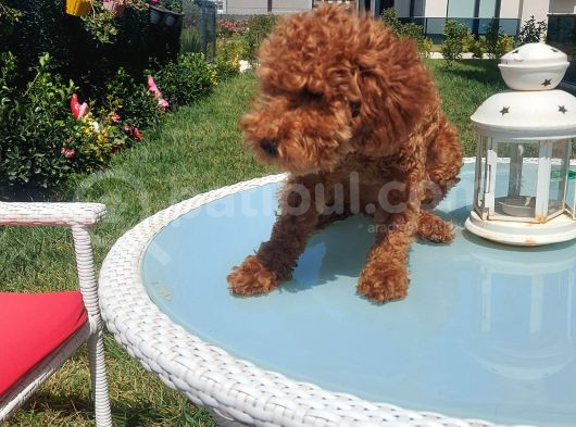5 Aylık Red Brown Toy Poodle Bakamadığım Için Sahiplendirile görsel