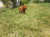 5 Aylık Red Brown Toy Poodle Bakamadığım Için Sahiplendirile