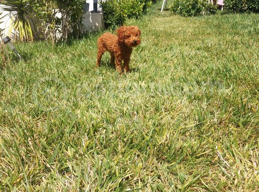 5 Aylık Red Brown Toy Poodle Bakamadığım Için Sahiplendirile görsel