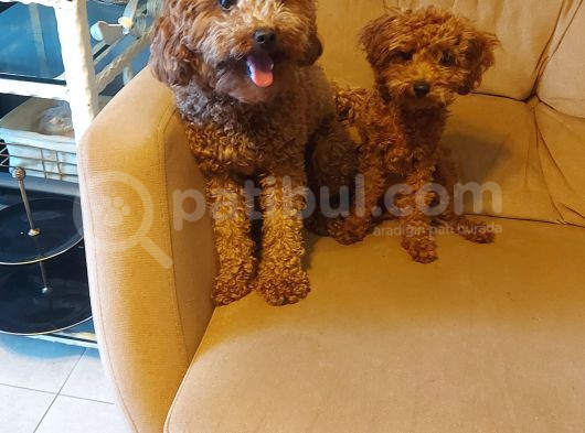 5 Aylık Red Brown Toy Poodle Bakamadığım Için Sahiplendirile