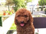 Mini Boy Puppy Kıpkırmızı Red Tooy Poodle 