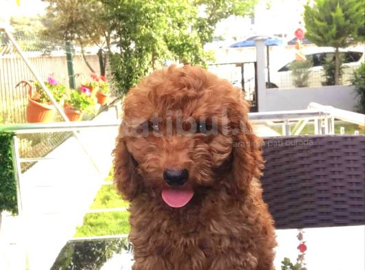 Mini Boy Puppy Kıpkırmızı Red Tooy Poodle  görsel