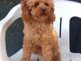 Mini boy puppy kıpkırmızı Red TOOY POODLE 