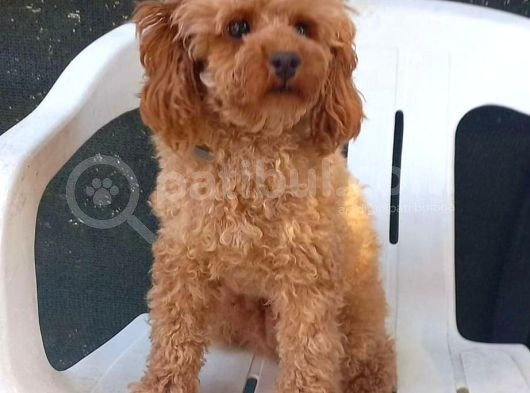 Mini Boy Puppy Kıpkırmızı Red Tooy Poodle 