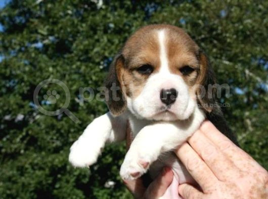 Küçük Boy Beagle Yavrular Mama Malzeme Kampanyalı görsel