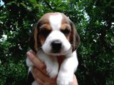 Küçük Boy Beagle Yavrular Mama Malzeme Kampanyalı
